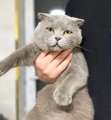 Британски скотш фолд