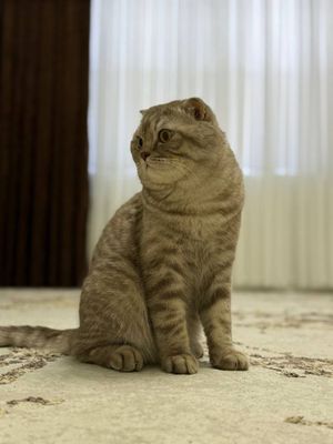 Чистокровный британский кот Барни
