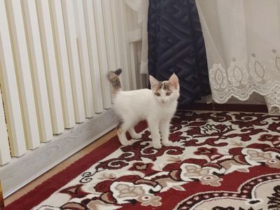 Ismi oqparcha 5oylik dastafka xizmati bor uy mushuki juda uyin qaroq