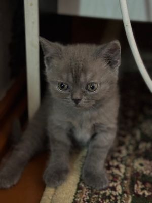 Продаётся котёнок породы скотшш страйт девочка