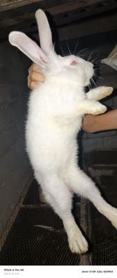 Quyonlar sotiladi kattasidan tortib bolasigacha bor