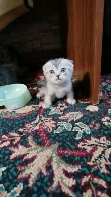 кошка
