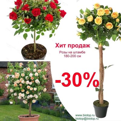 штамбовые розы