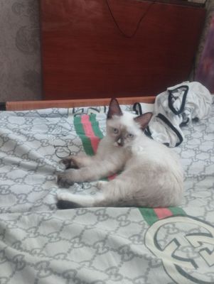 Котята объявления