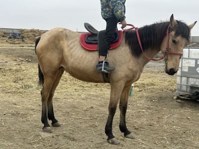 Лошадь Киргиз кора байир