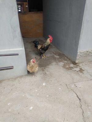 Хуроз сотилади домашний