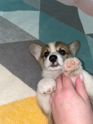 Щенки Корги готовятся к продаже