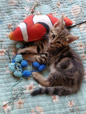 Котята в добрые,ответственные руки