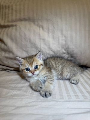 Скотиш страйт котенок 1,5 мес