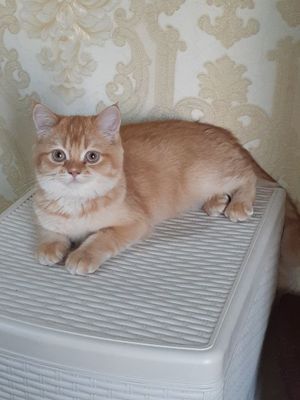 Zalatoy shinshila