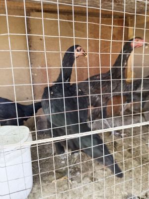 Dakan horoz va toviqlar sotiladi