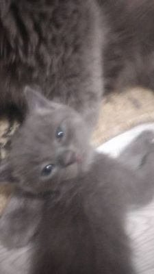 Британские котята
