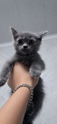 O'g'il bola Scottish fold mushuk