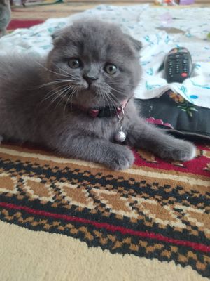 Правильная вязка Скотиш фолд.