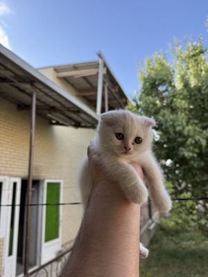 Scottish Fold Longhair (Highland Fold).