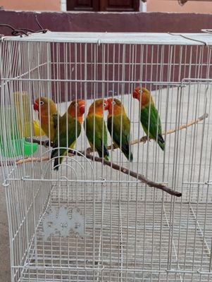 Nerazluchka totiqush sotiladi soglom. Donasi 250 sum.
