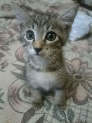 Котята в хорошие руки