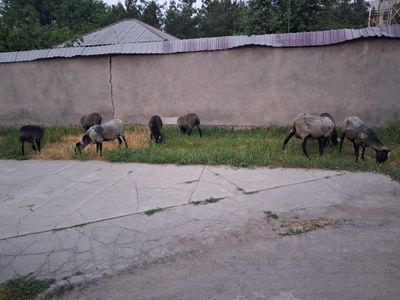 Животные баранина