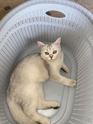 Mushuk sotiladi Шиншила тоза