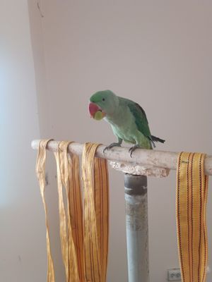 Александрийский попугай Самка 1 годик .Александрийский попугай 1 ёш