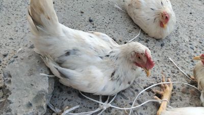 Тавуклар сотилади энди тугади