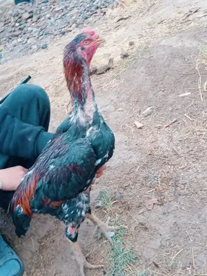 Dakan horoz sotiladi