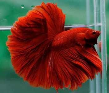 Petushok (Halfmoon betta fish) balig'i sotiladi. Soni 2 ta qoldi.