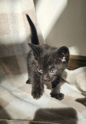 Продаются котята