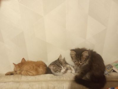 Отдам котят в хорошие добрые руки. Возраст 3,5 мес