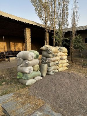 Qoy gongi sotiladi