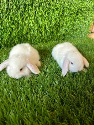 Кролики Kroliki, Quyonlar sotiladi Zotli quyonlar