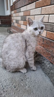 Mushuk, britan shinshillasi