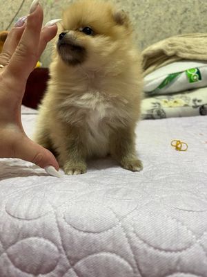 Щенок померанского шпица мини