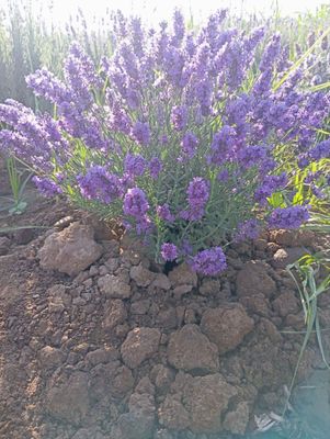 Lavanda optom arzon va ishonchli 30 mingdan boshlanadi