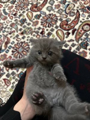 Scottish fold mushuk