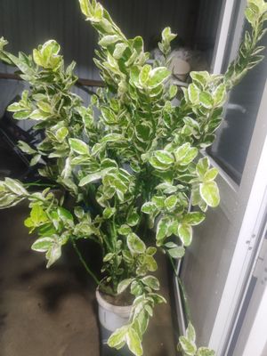 Xona gullari sotiladi