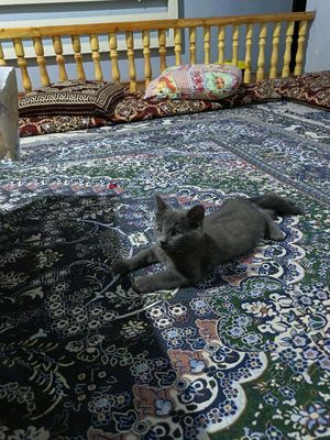 zottor pishikla satiladi