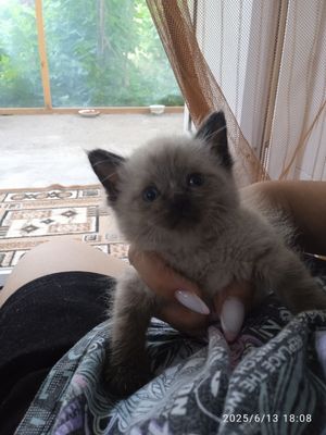 Готовимся к продаже котят 1 месяц.