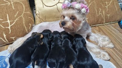 Продаются щенки Йоркширского терьера