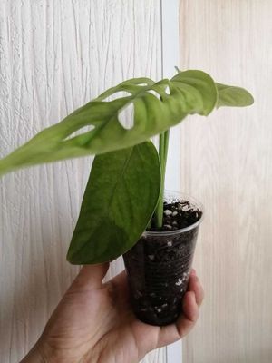 продаётся монстера эскилето.
