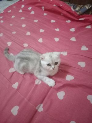 Продается котенок породы скоттиш фолд