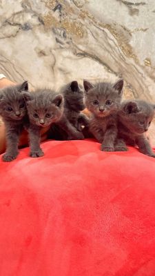 Продаётся Котяты!Зотилик мушук болалари сотилади