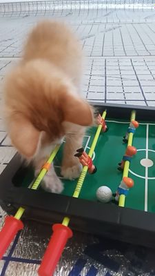 Мушукча котёнок