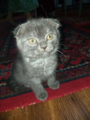 zotdor mushuk bolasi sotiladi