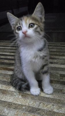 Отдам котёнка в добрые руки!