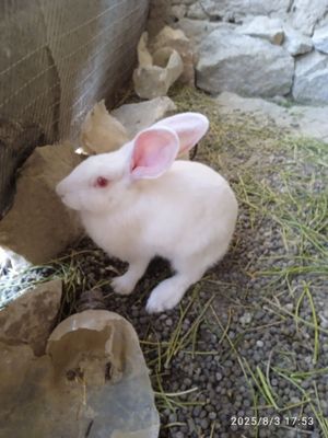 Quyonlar sotiladi