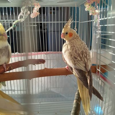 Попугай корелла ручной