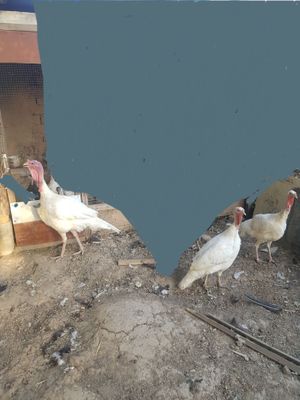 Срочно продаётся индюки 3штук