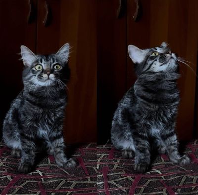 Срочно Скоттиш Страйт