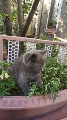 Котята скотиш страйт